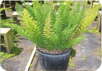 ASPARAGUS MEYERI